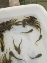 Fish Fry Freshwater Breeding Small Catfish Fry Freshwater Catfish Fry To Watch Fish Soil Catfish Miao Reyron Freshwater Views