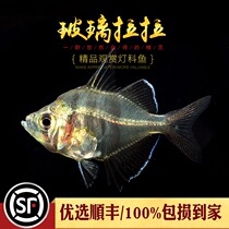 Aquarium Township] Glass Lala Aquarium India transparent colorful glass fish ornamental tropical live group swimming fish