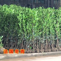 French holly sapling coral sapling French holly sapling courtyard fence fence sapling evergreen plants