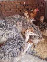 Ostrich seedlings African ostrich seedlings ostrich breeding technology