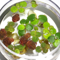 BAO WEN Ping Fish Tank hydroponic living plant round heart flat red hair Dan duckweed aquarium 10 water grass landscape full