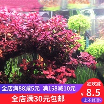 Water plant Water plant live lilac Lilac water plant Lilac grass foreground in the foreground Ornamental water plant landscaping