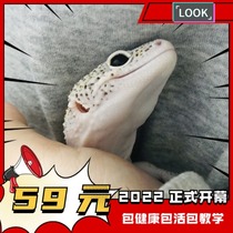 BAO WEN Gogong Entry-level Reptiles Artificial Breeding Cute Lazy Lizard Desert Pets Good Keeping and Easy to Take Care