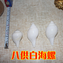 Tibetan Buddhist Supplies for the Pinbai Sea snail method Snail Secret Eight For Supplies Hidden Eight Treasures Of The Sea.