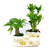 Tianfa Fortune Tree Potted Rich Bamboo Indoor Office Small Bonsai Flowers Potted Green Plants