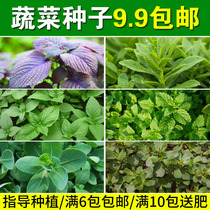New vegetable seeds specialty rapeseed mint nine-layer tower heart vegetables sunflower perilla red oil toon asparagus mustard