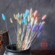 Rabbit tail grass dry flower real flower Home decoration art dry flower hay Rabbit tail grass shooting props Rabbit tail grass