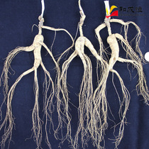 Mountain ginseng 22 grams Northeast Changbai Mountain wild mountain ginseng ginseng with whisker under the forest Ginseng effect strong soup bubble wine material