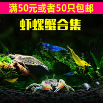 Ornamental shrimp snail Crystal shrimp cherry shrimp black shell shrimp Algae shrimp Killer snail Abalone snail Pepper crab Golden zebra snail