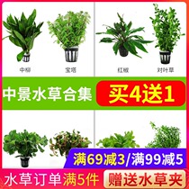 Water plant fish tank Lazy negative entry-level landscaping aerobic water plant Golden fish algae green chrysanthemum grass tank aquarium decoration