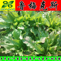 Rumex seeds perennial evergreen North grazing grass-seed which would zhu niu yang ji ya e