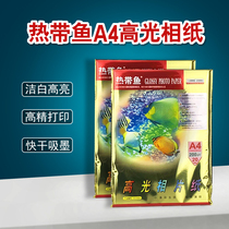 Annie tropical fish a4 high-gloss photo paper 200g renderings studio inkjet photo printing paper 20 sheets