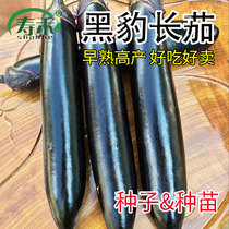 Long eggplant seed seed seedling black purple long eggplant seedling vegetable seedling