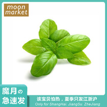 (Only Jianjiang Zhejiang) Fresh Role Basil 50g can be made with green sauce fresh spices