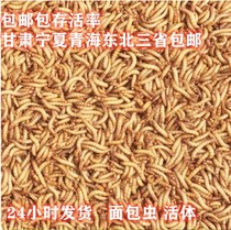 Barley worm live yellow mealworm fresh bread worm live insect bug live bird food bug pet feed bug large