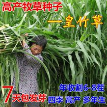 Taiwan Sweet Sweed Seed Emperor Bamboo Straw Seed Living Pasture Seed Seeds for Four Seasons
