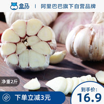 Box horse Shandong Jinxiang garlic net weight 2kg preferred purple garlic in the season dry garlic farm fresh vegetables