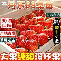 Shunfeng airlift Dandong 99 Strawberry red Yen New Fresh Milk East Port 99 cream Fruit Big grass plum Dangal Gift Box