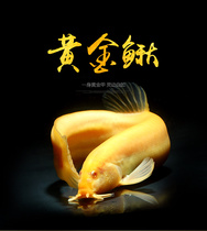 Ornamental Fry clean fish Golden Loach seedlings live cold water fish small golden dragon scavenger fish garbage fish freshwater fish