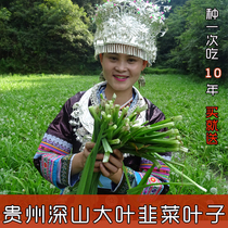 Stone leek leaves Guizhou specialty edible wide-leaf leek fresh vegetables Large-leaf leek kohlrabi Guanyin vegetable