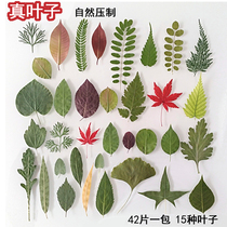 Primary school student plant specimen making tool dry leaves Green Kindergarten creative tree leaf painting handmade diy material