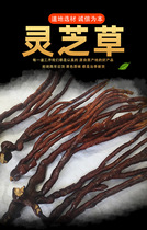 Lingzhi Grass Bubble Wine stock New stock Herbs Lucid and Sour Cream Wine Nourishing