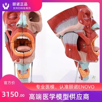 ENOVO Nose mouth throat cavity model Tongue neck larynx cavity muscle neurovascular ENT larynx specialist solution