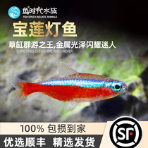 Fish era] Pauline Lights Freshwater Grass Cylinders Tropical Small Ornamental Group Tours Pets New Japan Light Red Lotus Light Corfish