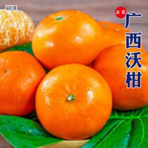 Guangxi Wuming Voo Citrus Seeds Fresh Sand Pond Orange Water Fruits 10 Catty Fruits Citrus Fruits Citrus Fruit Citrus Tangerine Orange Whole Box