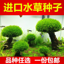 Fish tank freshwater seed seed seed plant lazy man negative live Moss real grass mud landscape water grass ox hair water grass Four Seasons