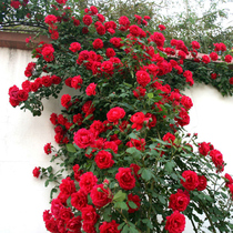 Multi-flowered rose flower seedlings climbing vine Four-season flowering Balcony flowers Green plants Garden Liana fragrant plants Rose potted plants