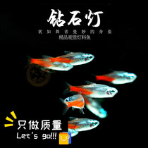 Diamond lamp fish Traffic light Pauline lamp grass tank group swim tropical fish Freshwater fish Small ornamental fish fry live