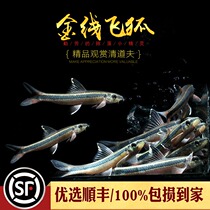 Gold line flying fox fish Thai black line little monkey flying fox water tank in addition to black hair algae green hair algae tool fish live