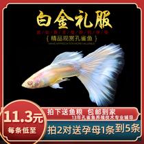 Fish Age] White Gold Dress Boutique Peacock Fish Yellow Gown White Son Pure Breed Satin With Anchovies Tropical Ornamental Fish