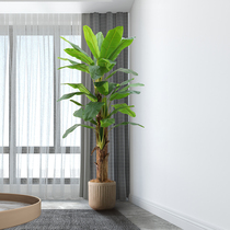 Roman Mom Interior Hall Clothing Shop Floor Decoration Nordic Large Emulation Green Planting Plantain Tree Fake Plant Basin