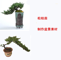 Ground Bermiao Bonsai Pine Berbonsai Production Material Bertree Sapling Balcony Resistant To Cold Indoor Laying Berru Flowers