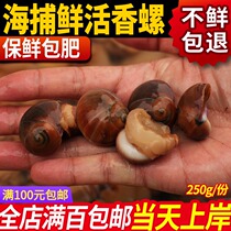 Seafood Fresh Sand Snail Fresh Great Sand Snail Wild Fragrant Snail Cat Eye Snail Belly Button Flat Jade Snail Seafood Aquatic Shellfish