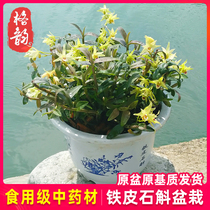 Edible grade dendrobium seedling 3 years the original pot is planted and shipped dendrobium fresh strip maple bucket flower pot planting seedlings