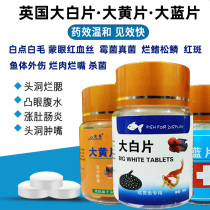 British large white piece of aquarium dragon fish Luohan ornamental fish medicine enteritis