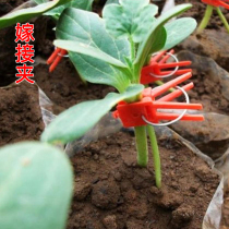 Vegetable and fruit grafting clip special clip Watermelon Cucumber Melon tomato eggplant seedling grafting plastic flat Bud