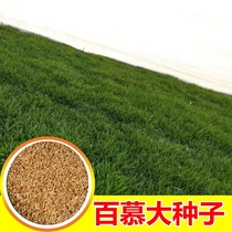 Dwarf Bermuda seeds Dwarf four-season green grass seeds are drought-tolerant and trampling Paradise Grass seeds do not trim