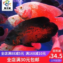 Map fish map fish live map fish fry live map fish live large black map White map fish