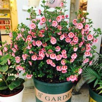 Special flowering heat-resistant hibiscus flowers four seasons green plants good cultivation flowers potted plants good cultivation