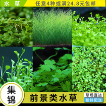 Grass tank landscaping mini dwarf pearl climbing ground pearl cow felt Tianhu Kwai foreground water plant Aquarium landscaping water plant