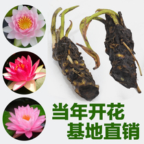 Sleeping lotus root block hydroponic plants Four Seasons flowering indoor potted water raising pond bowl lotus lotus root flower