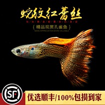 Red lace boutique purebred fish freshwater tropical ornamental fish viviparous phoenix tail metal red lace live fish
