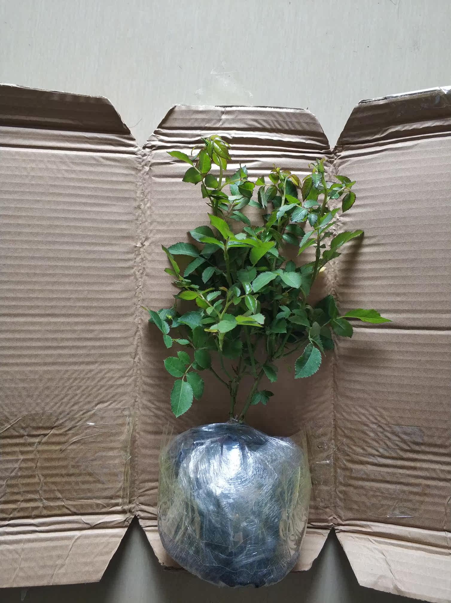 真实测评微月海神王花卉好不好呢？请问怎么样？内行分析实际情况