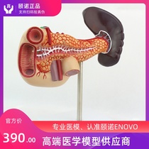 ENOVO Pancreas Duodenum Spleen model Human digestive system Peritoneal dry hepatic portal vein Diabetes