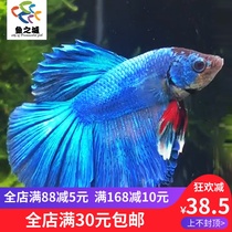 Douyu Betta live blue Half Moon Betta live half moon blue betta live Betta live Betta live ecological bottle view