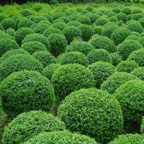 Leaflet privet ball Autumn leaf heather ball Evergreen wall hedge plant four-season evergreen garden green wintergreen seedlings